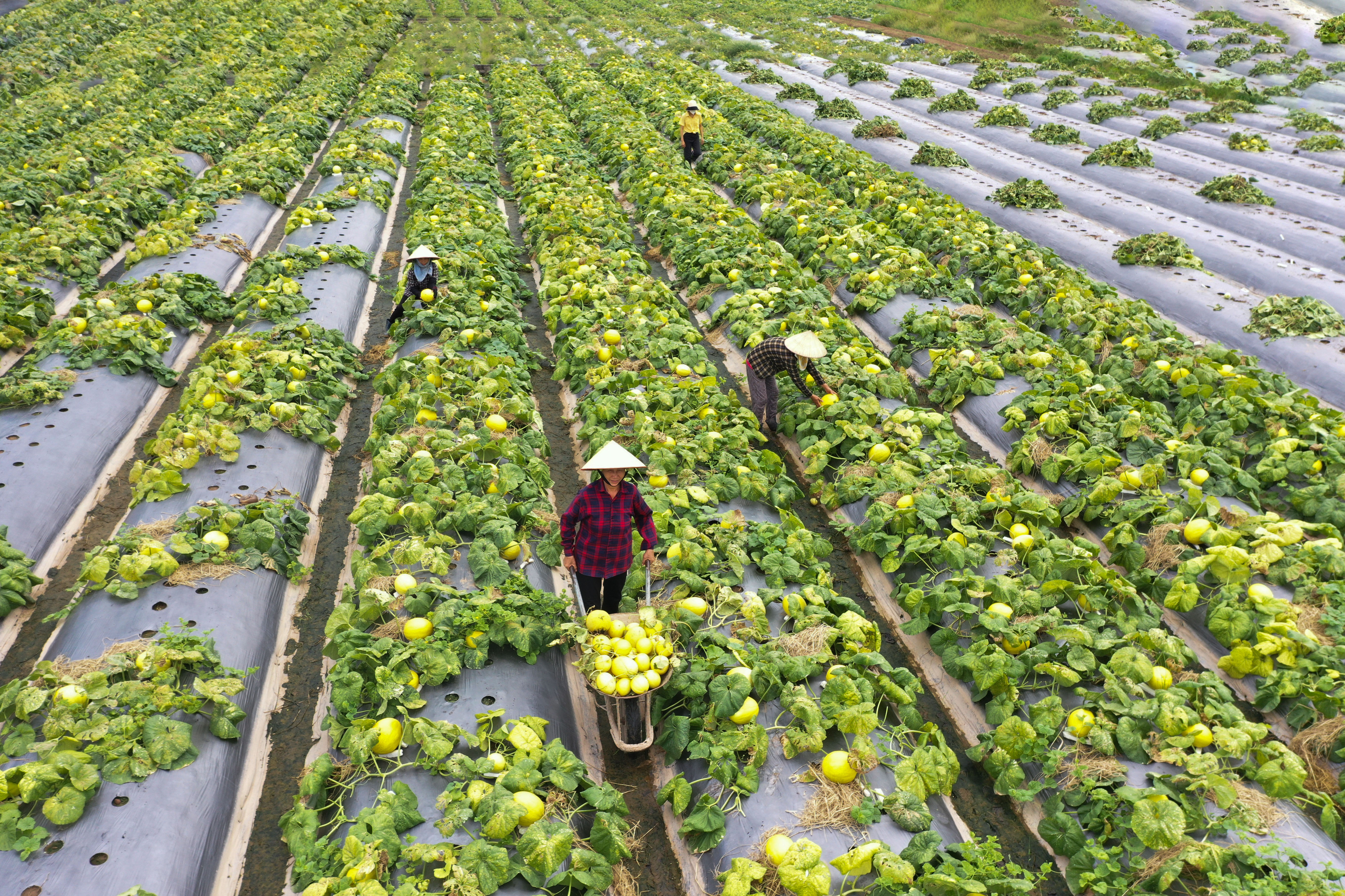 Thu hoạch dưa ở xã Đại Thắng